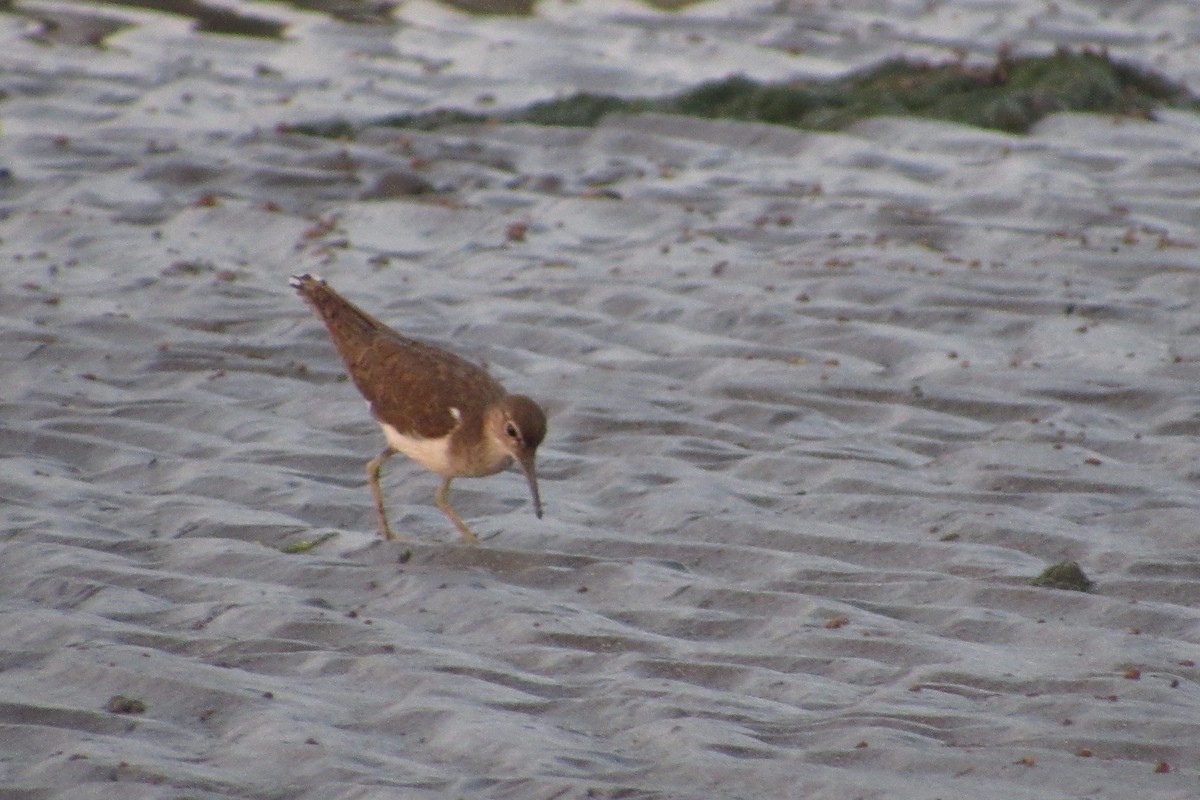 Common Sandpiper - ML120807991