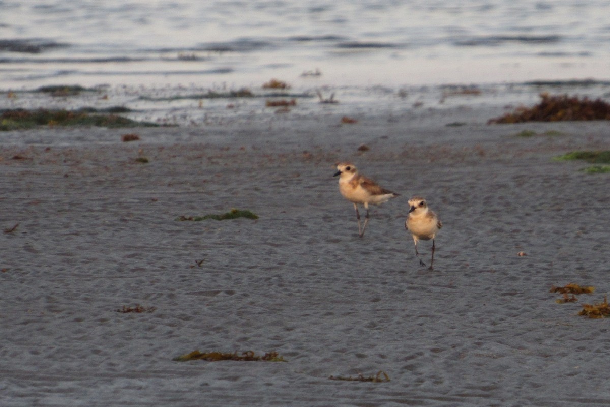 Tibetan Sand-Plover - Paulo Alves