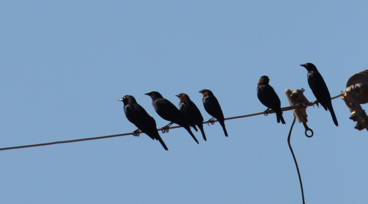 Brown-headed Cowbird - ML120809141