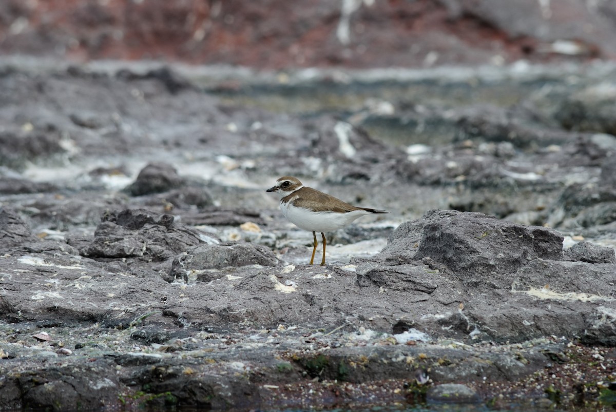 Semipalmated Plover - ML120809481