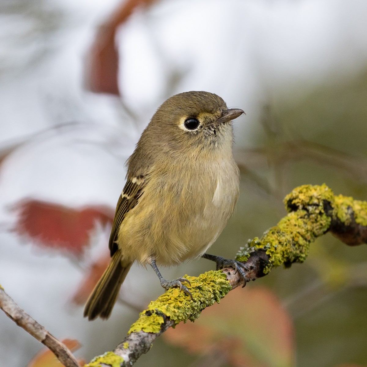 Hutton's Vireo - ML120809731
