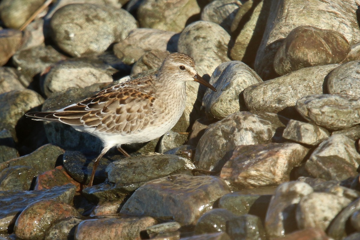 White-rumped Sandpiper - ML120811041