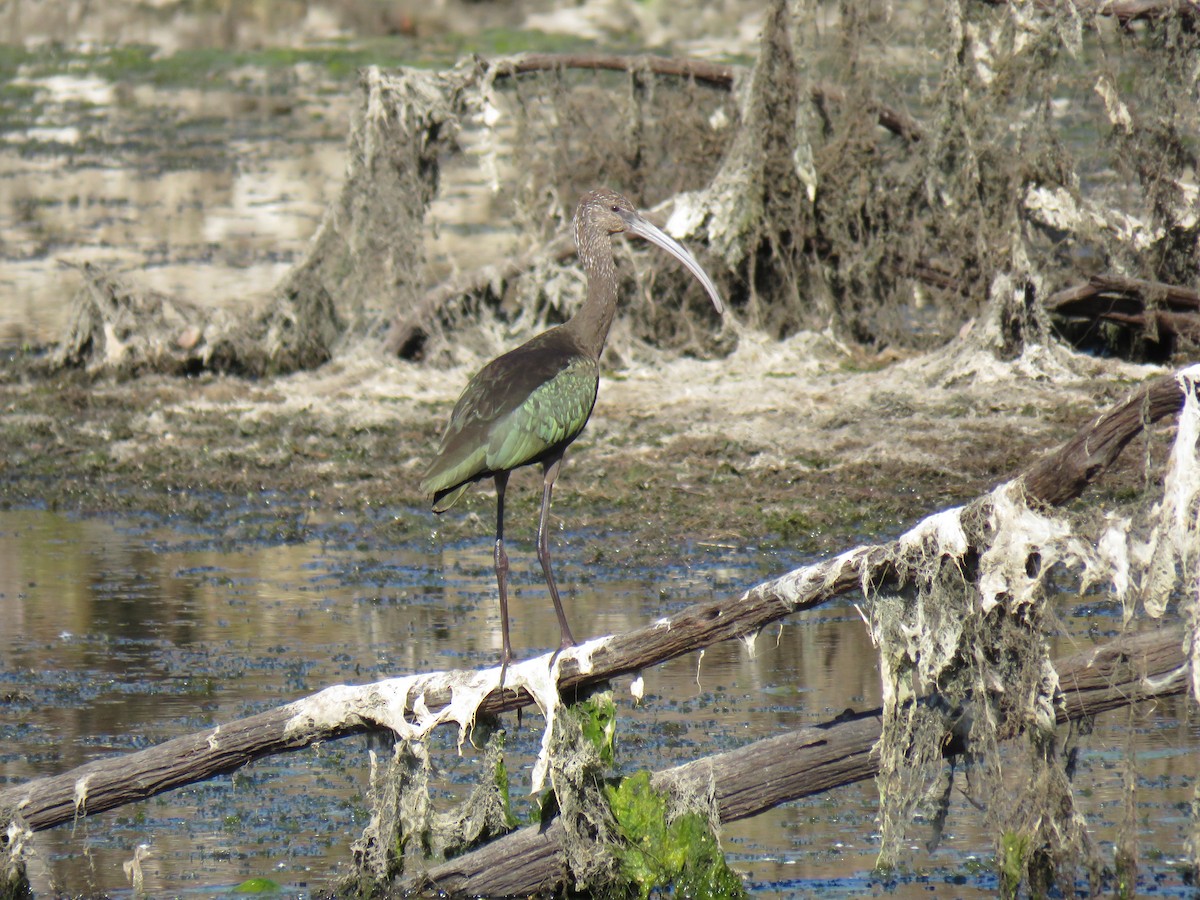 White-faced Ibis - ML120812291