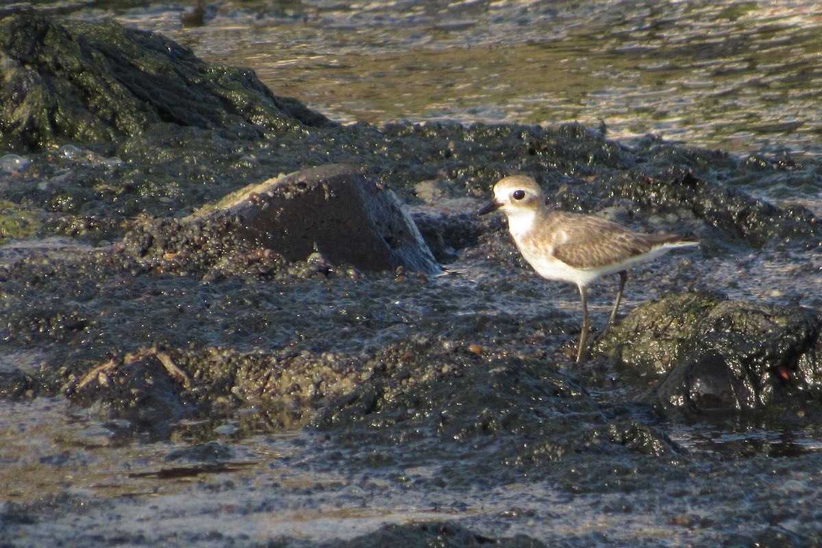 Tibetan Sand-Plover - Paulo Alves