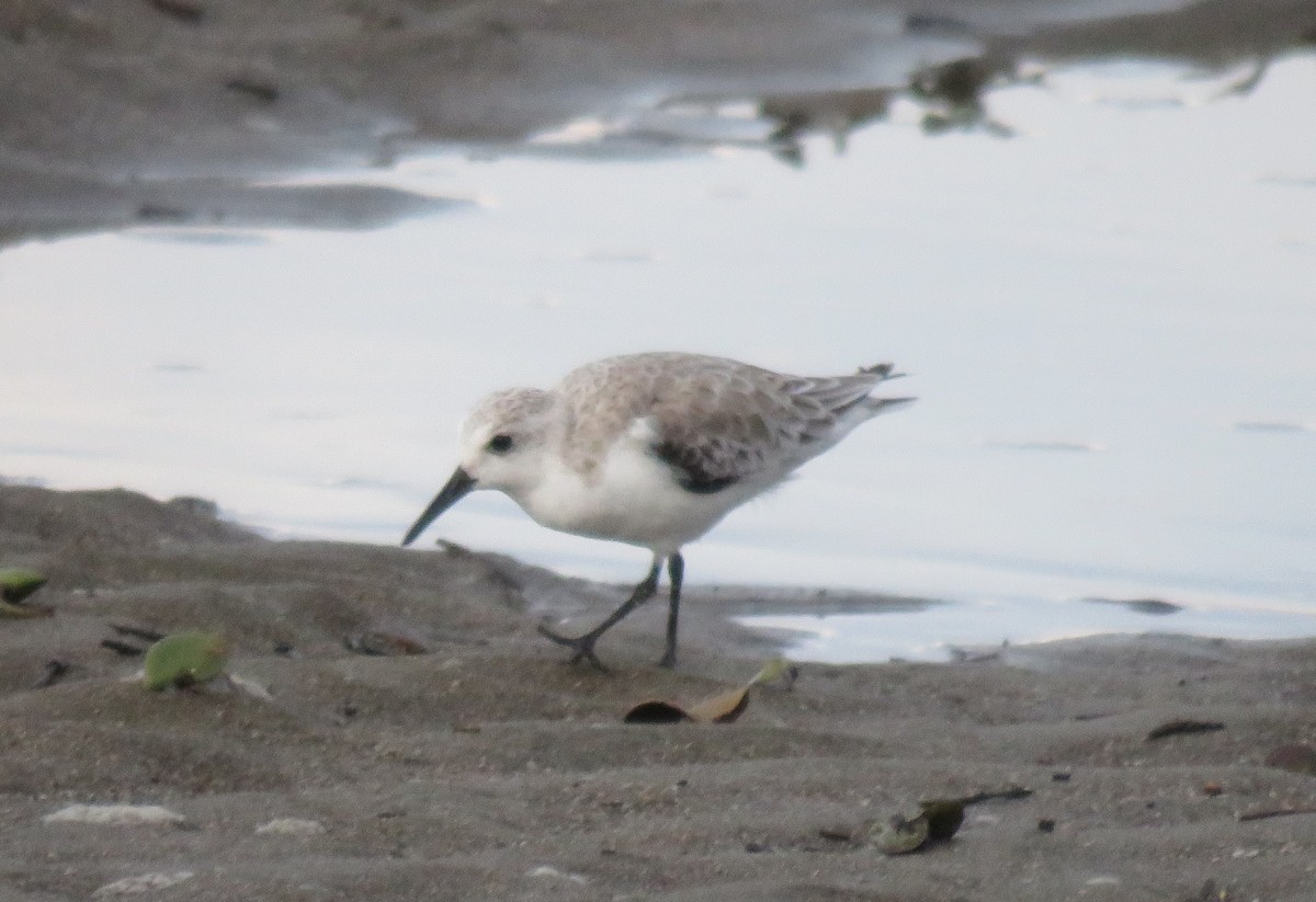 Bécasseau sanderling - ML120813351