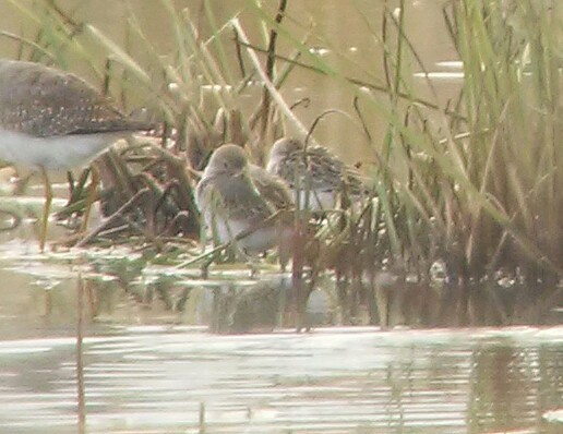 Dunlin - Thierry Grandmont