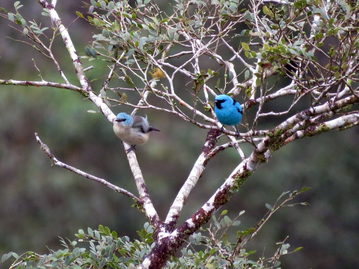 Black-legged Dacnis - ML120814501