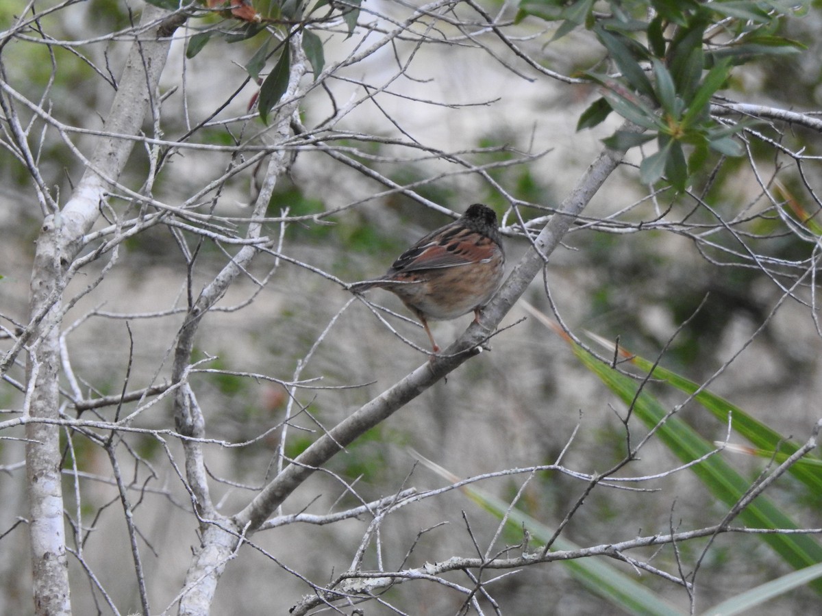 Swamp Sparrow - Brett Moyer_