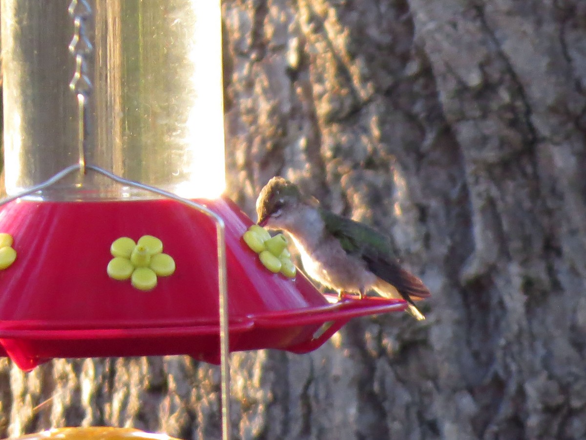 Ruby-throated Hummingbird - ML120818531