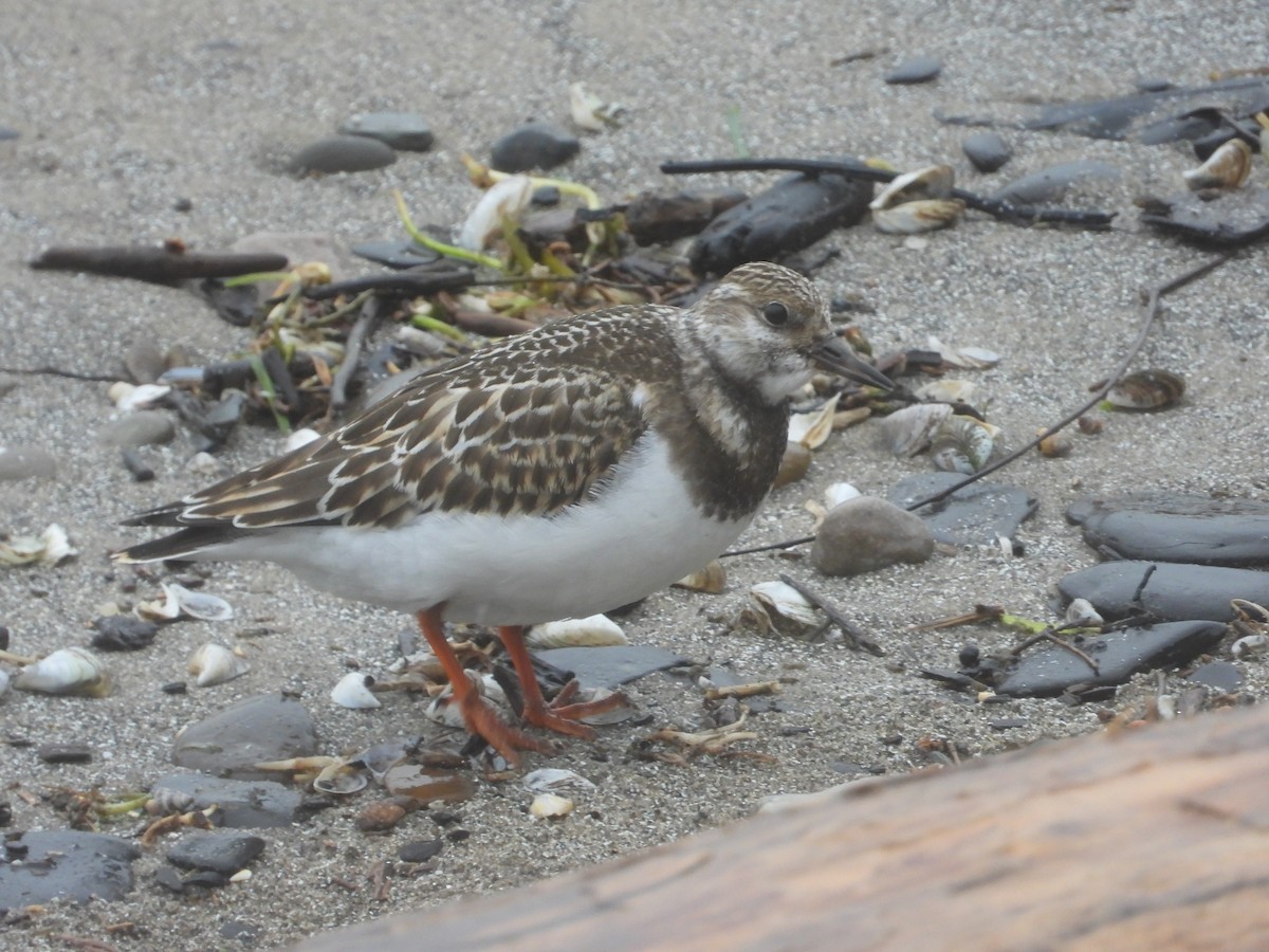 Ruddy Turnstone - ML120820621