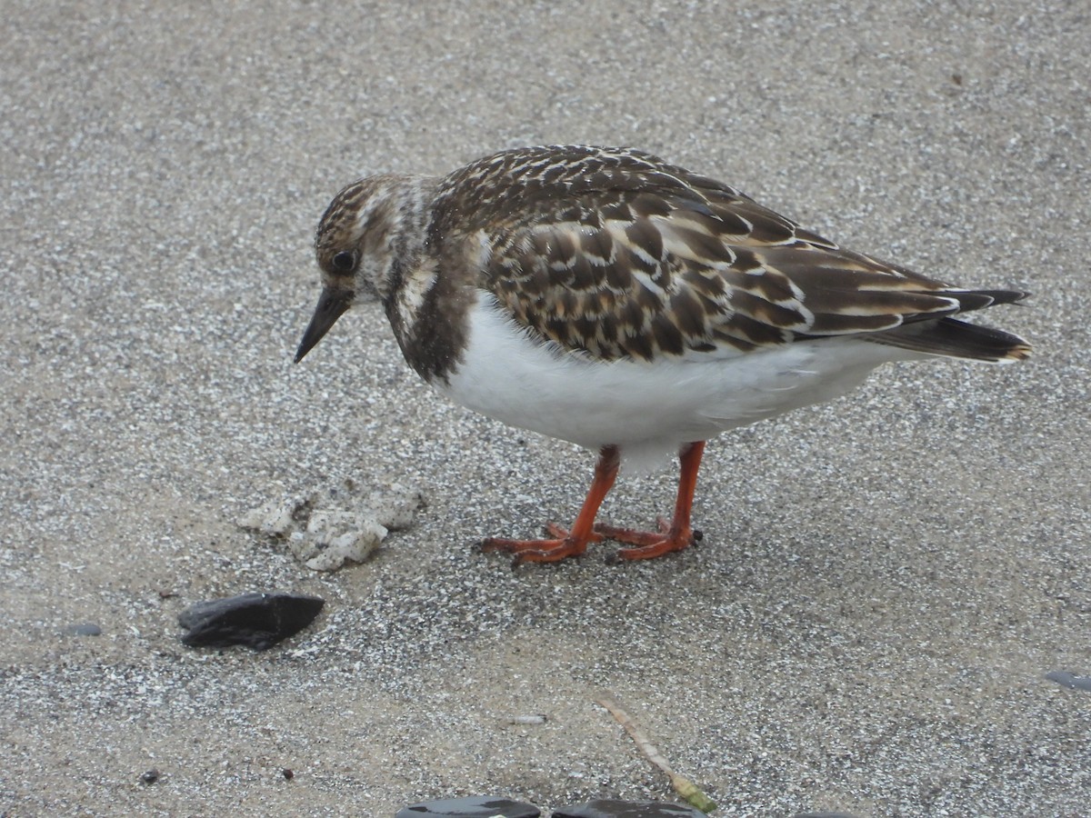 Ruddy Turnstone - ML120820631