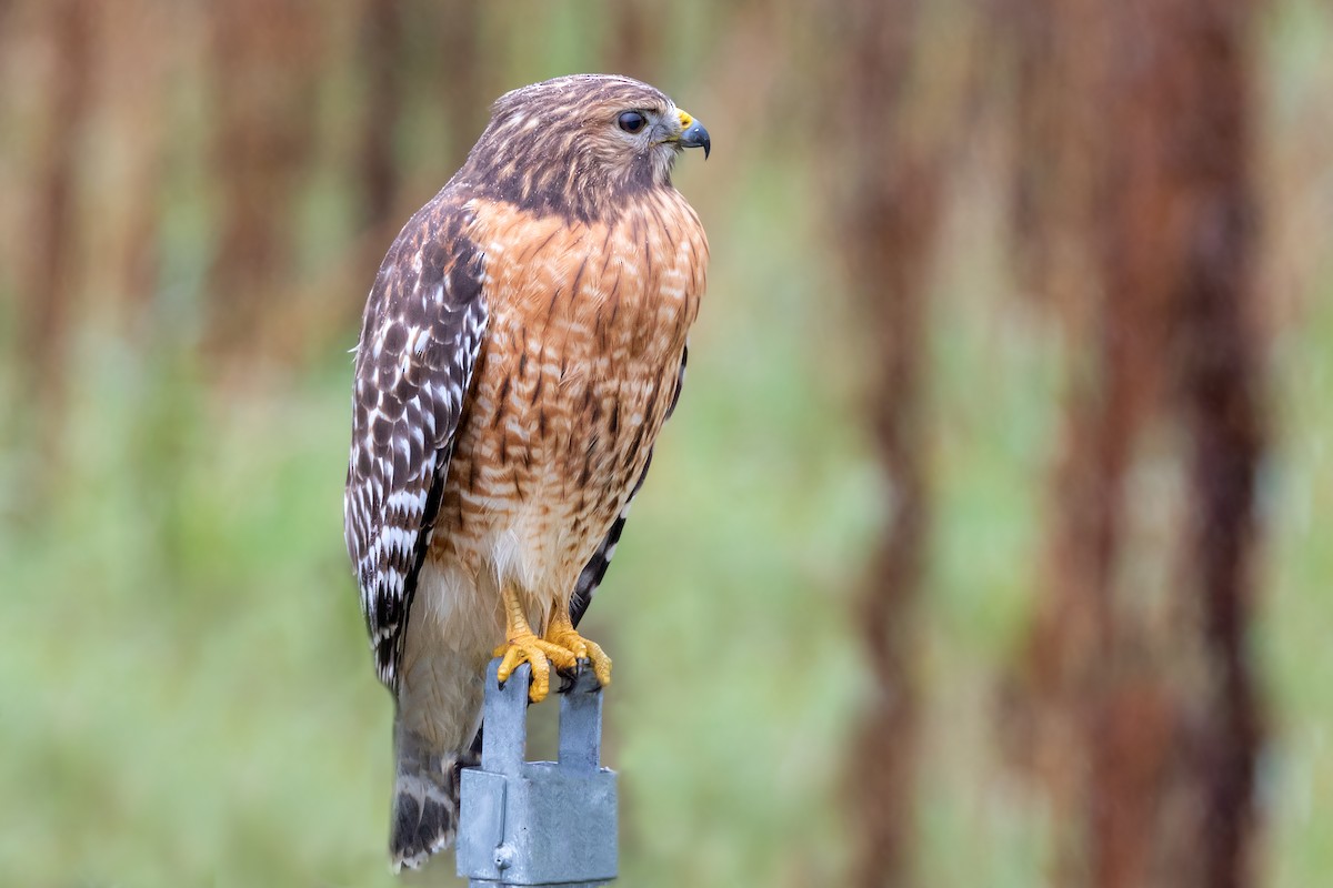 Rotschulterbussard - ML120820711