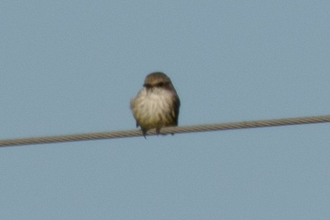 Vermilion Flycatcher - ML120822021