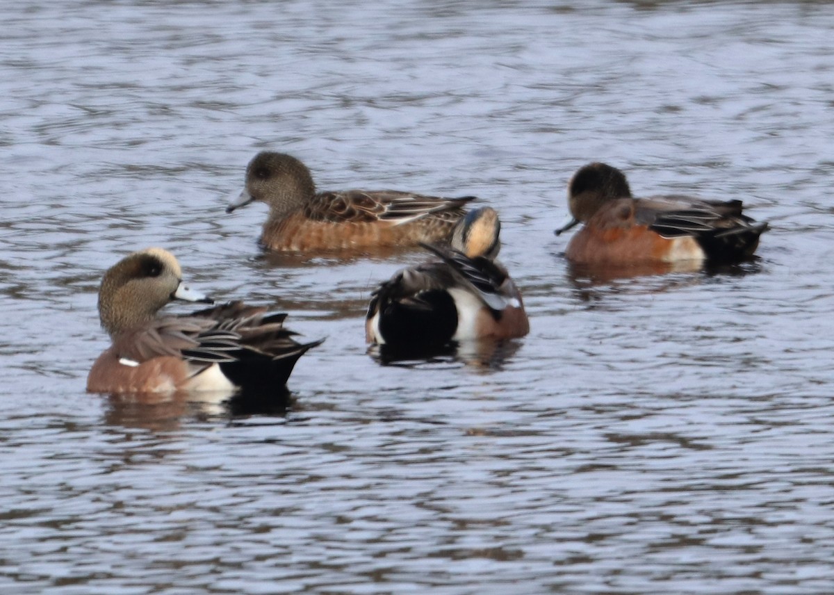 Canard d'Amérique - ML120822191