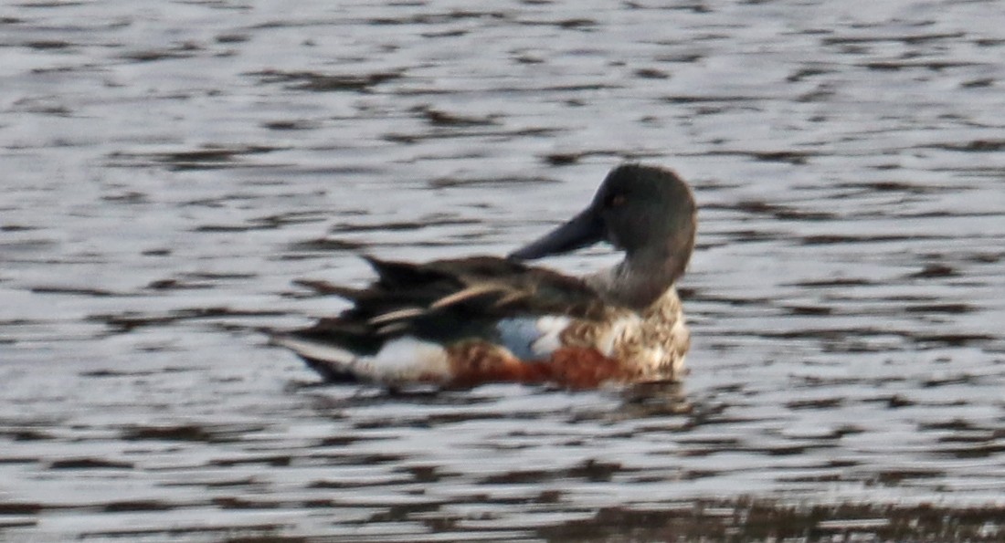 Northern Shoveler - Tom Nolan