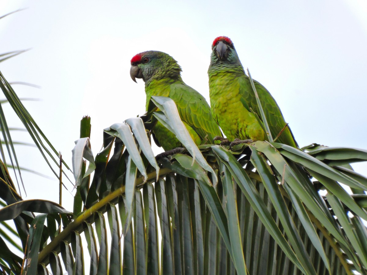 Festive Parrot - Edwin Munera