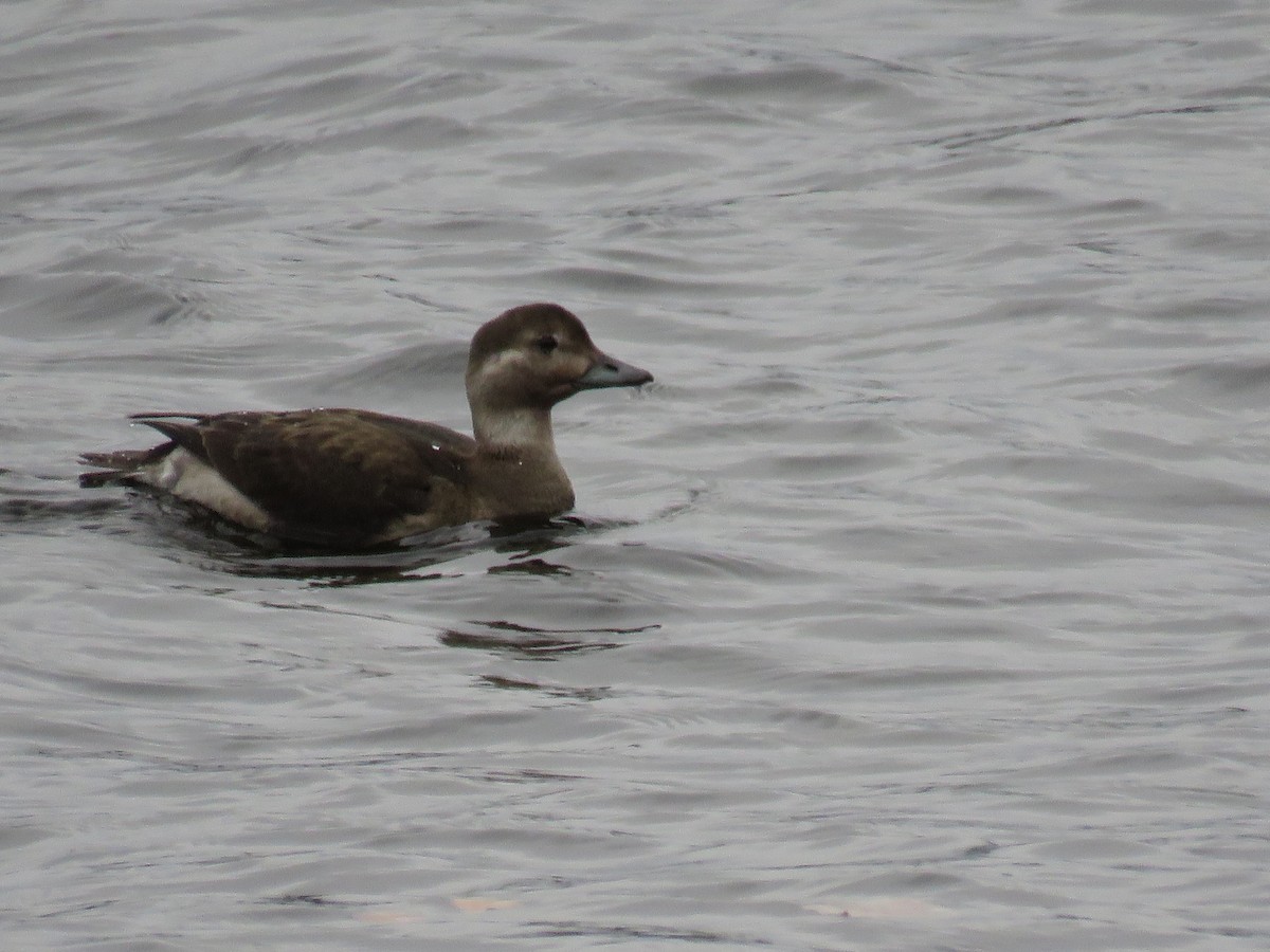 Long-tailed Duck - ML120823431