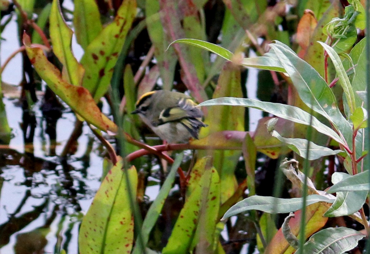 Roitelet à couronne dorée - ML120823441