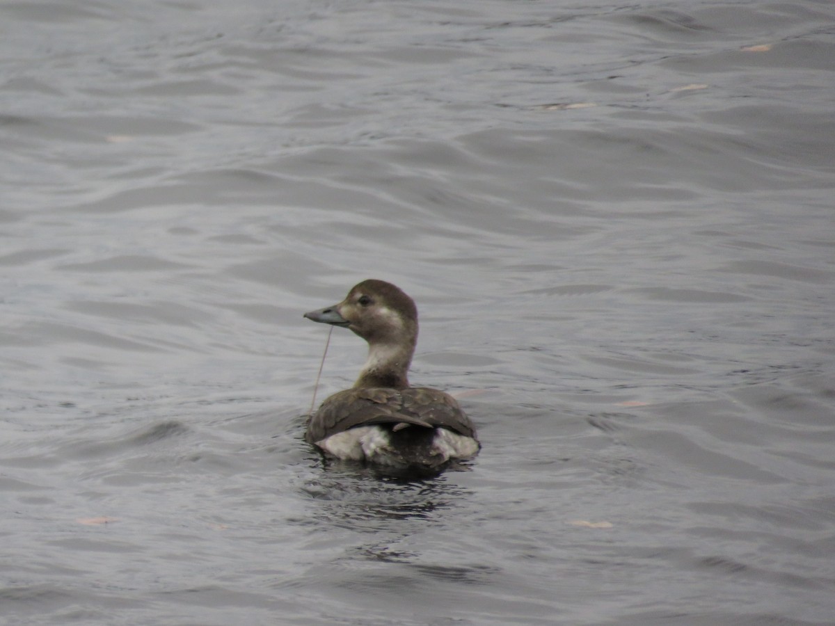 Long-tailed Duck - ML120823461