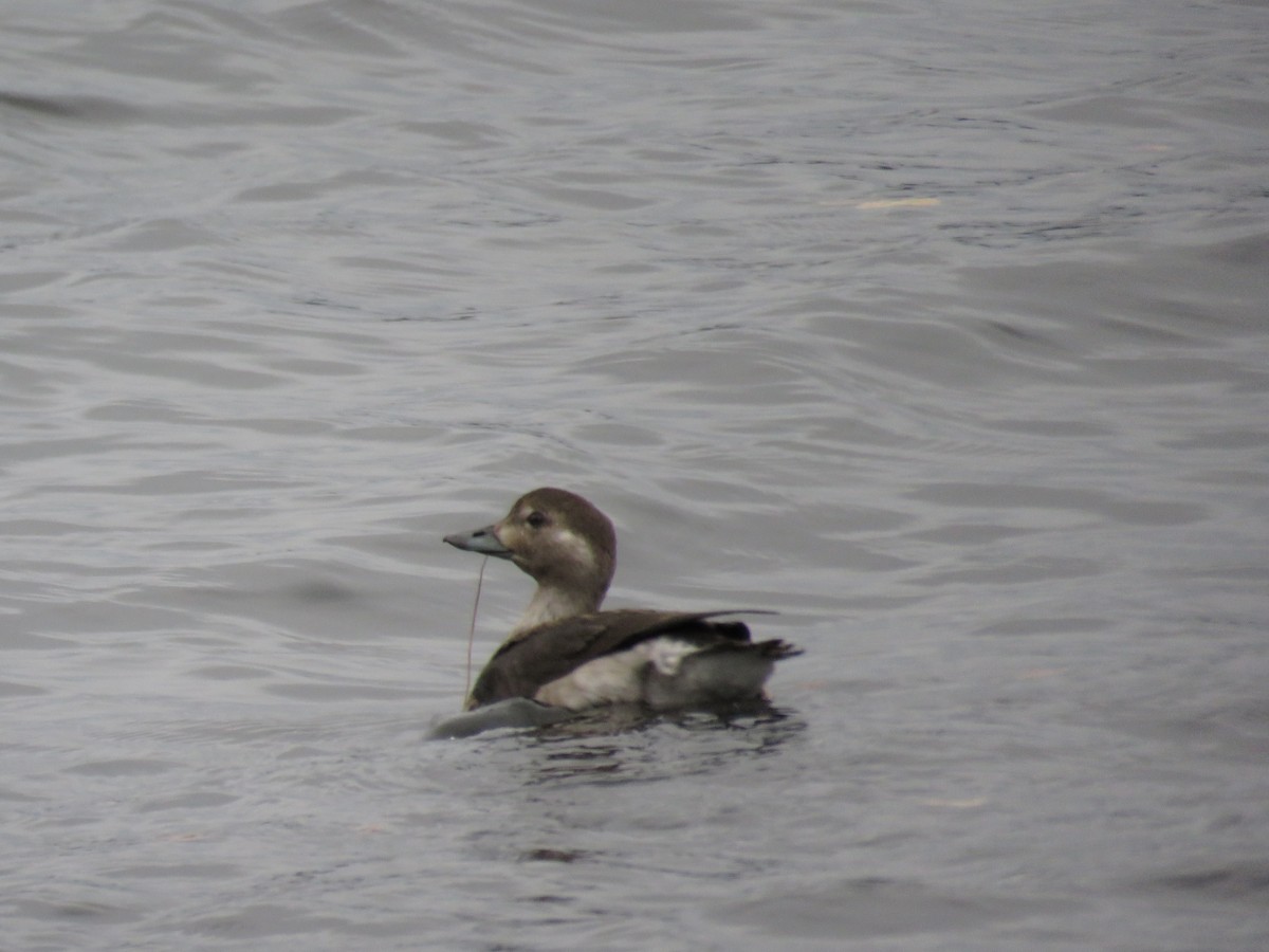 Long-tailed Duck - ML120823491