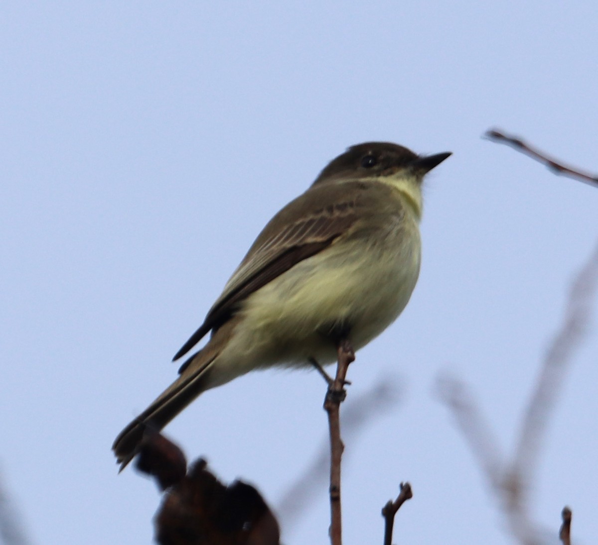 Eastern Phoebe - Tom Nolan