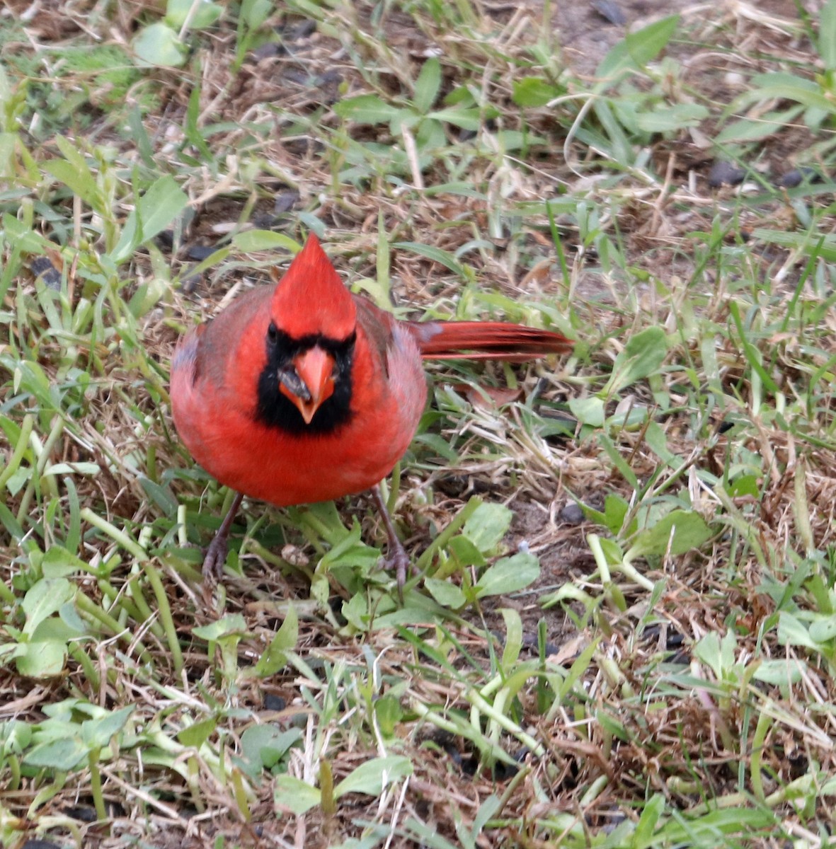 Cardinal rouge - ML120823591