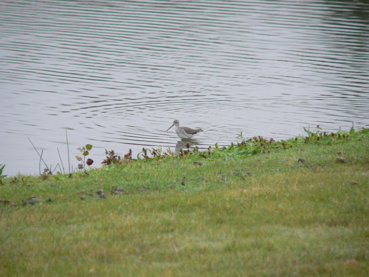 Greater Yellowlegs - ML120823741