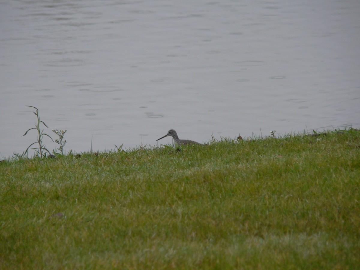 Greater Yellowlegs - ML120823841