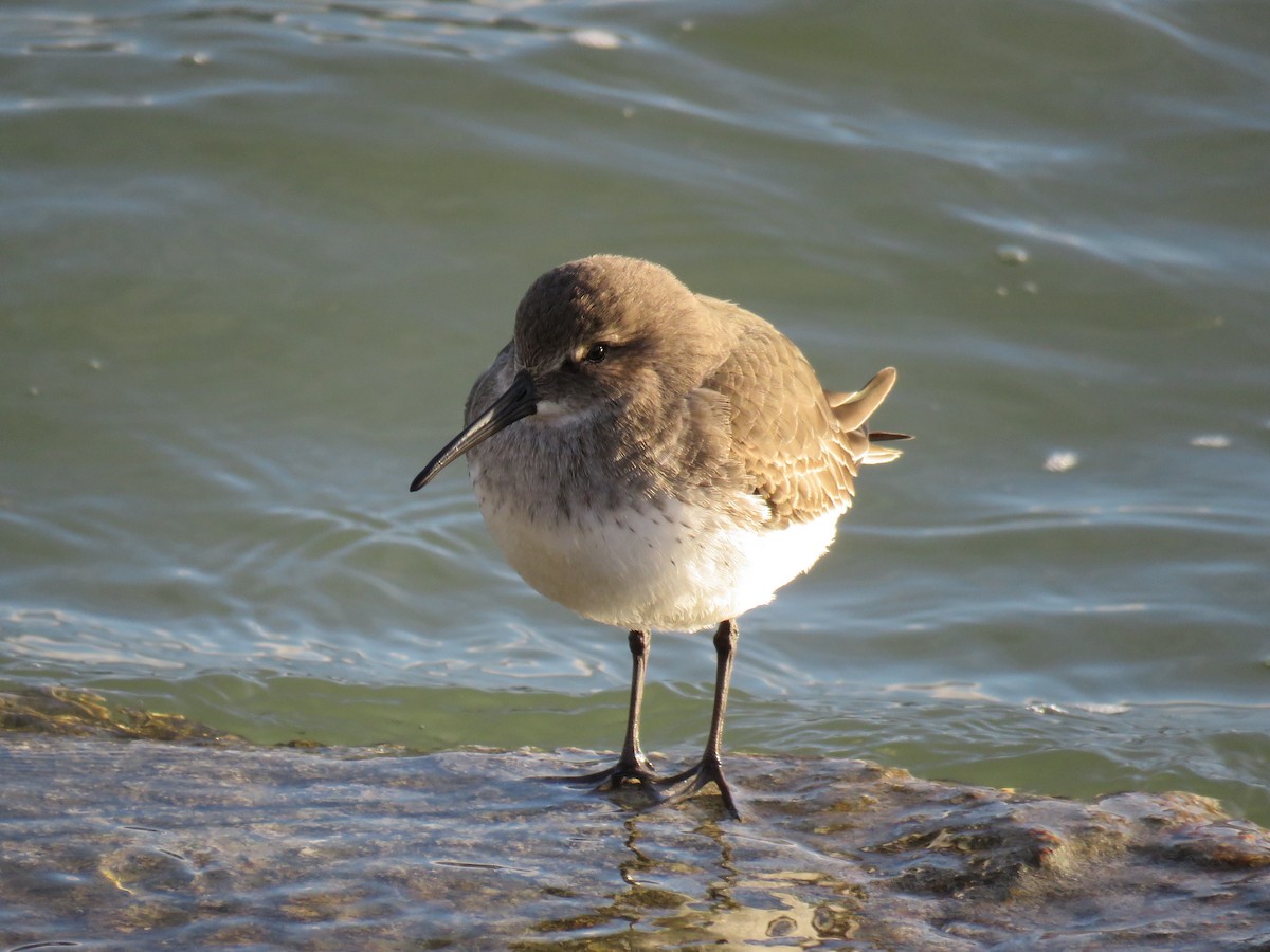 Dunlin - ML120823881