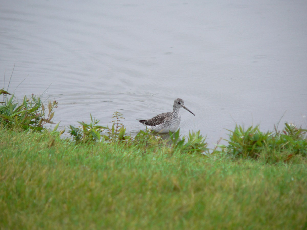 Greater Yellowlegs - ML120823991