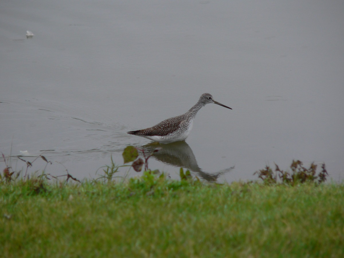 Greater Yellowlegs - ML120824231