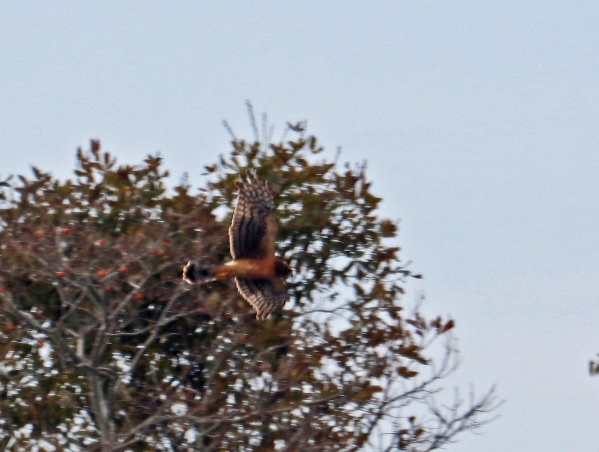 Northern Harrier - Tom Nolan