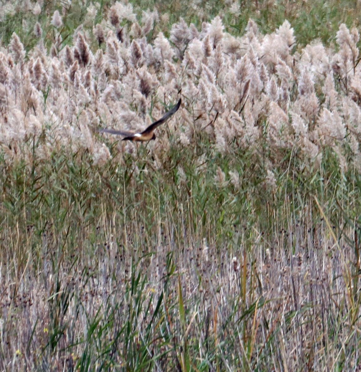 Busard des marais - ML120824811