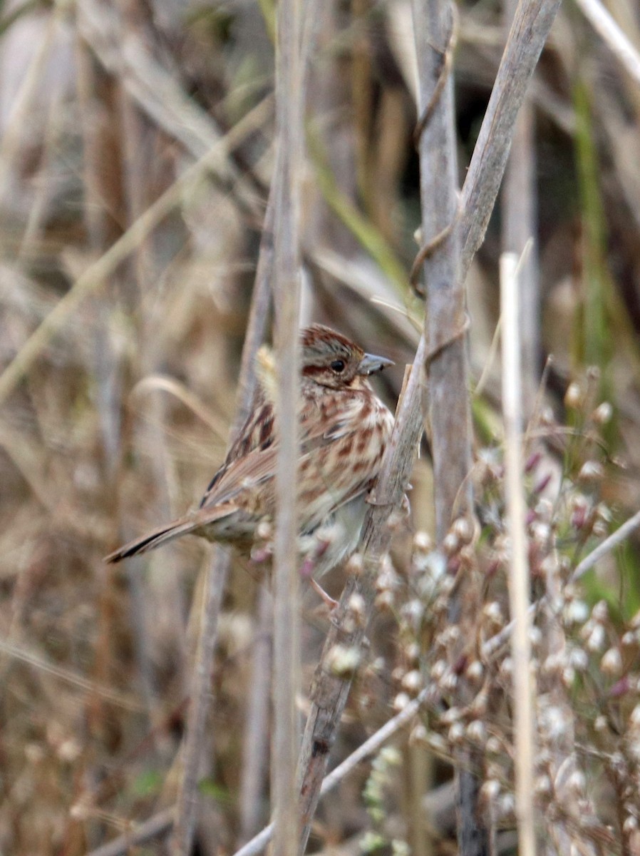 Song Sparrow - Tom Nolan