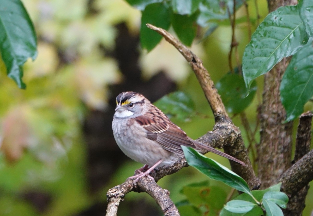 White-throated Sparrow - ML120826591