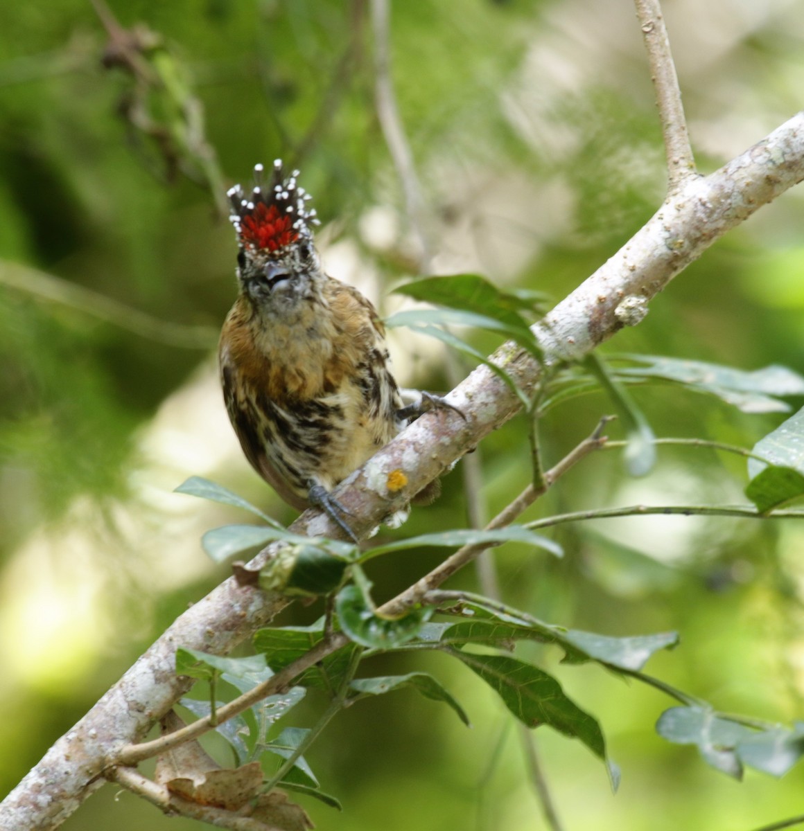 Mottled Piculet - Cláudio Jorge De Castro Filho