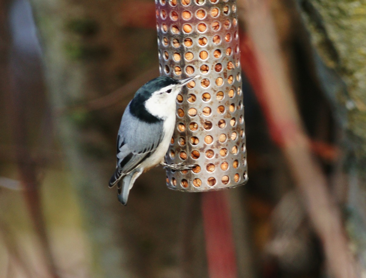 White-breasted Nuthatch - ML120830681