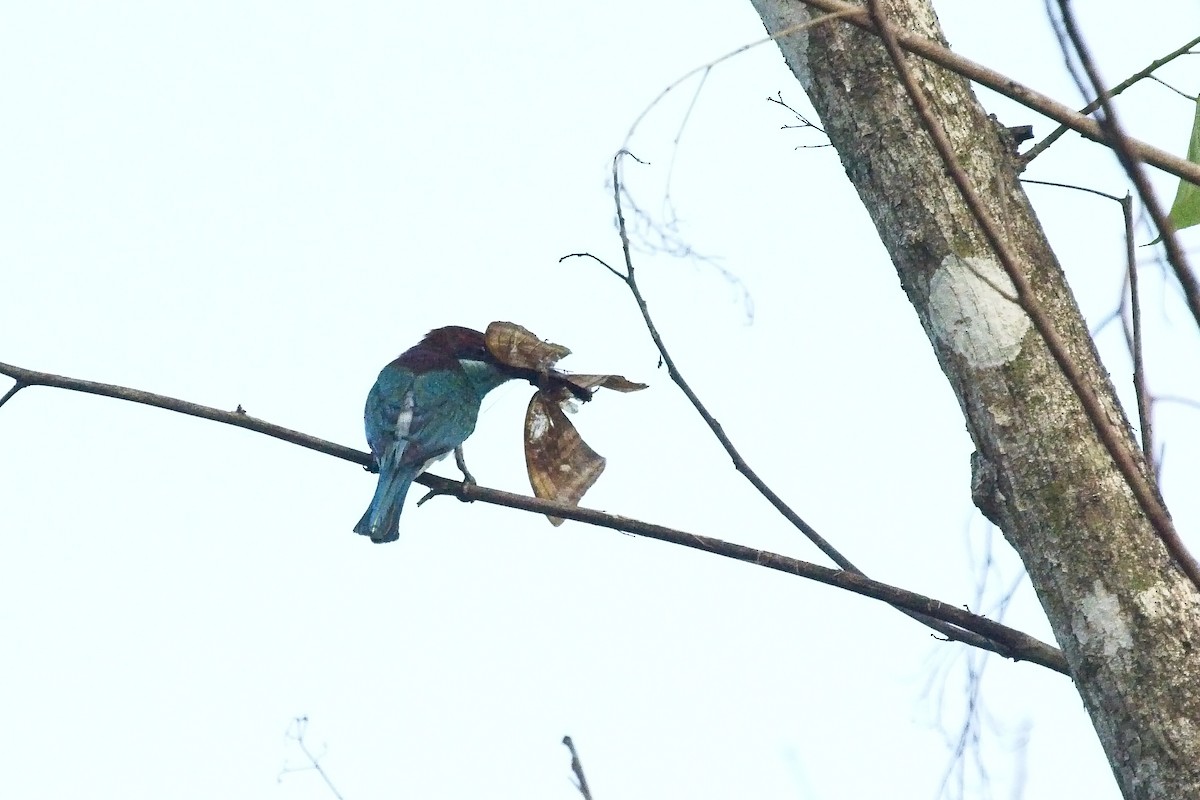 Blue-throated Bee-eater - ML120830761