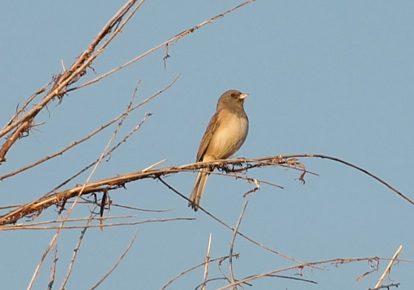 Junco Ojioscuro - ML120832121