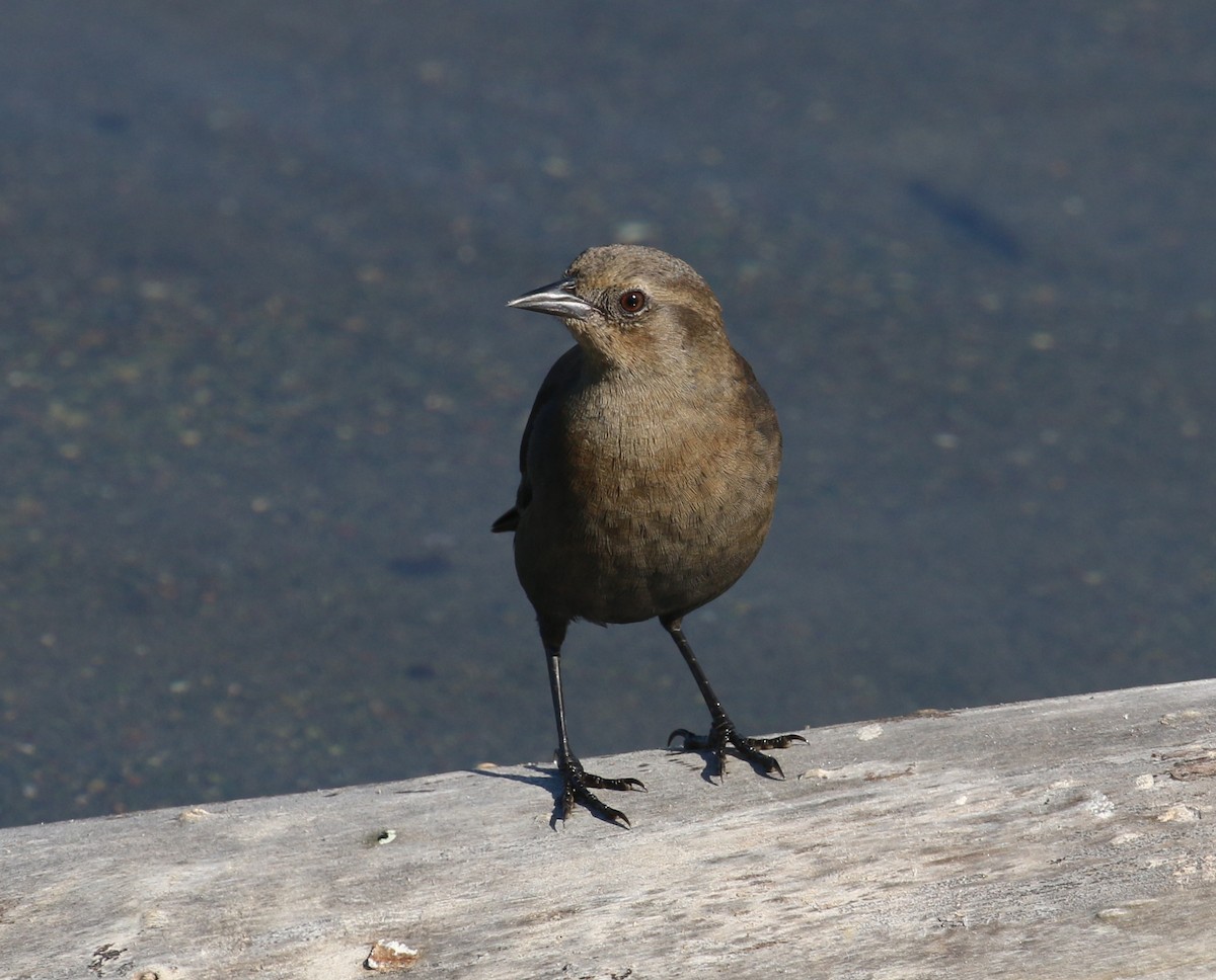 Brewer's Blackbird - ML120835941