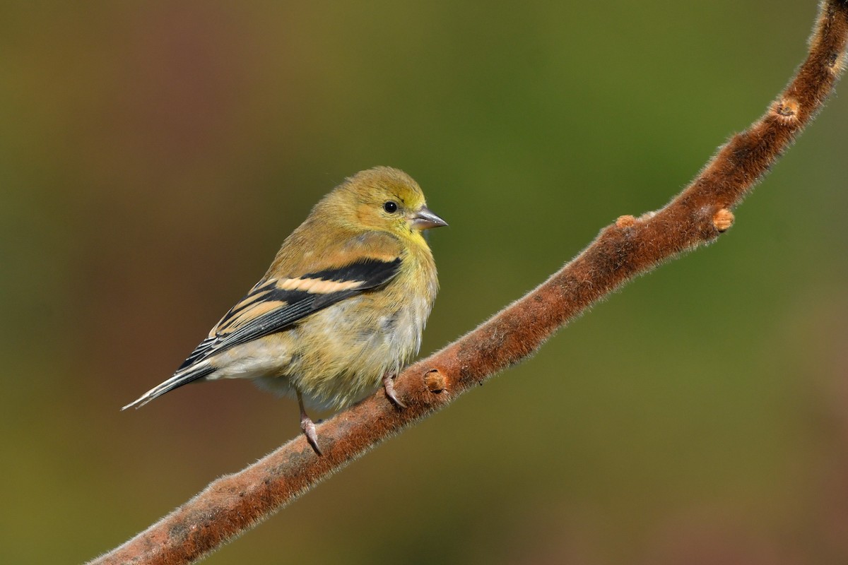 American Goldfinch - Jonathan Irons