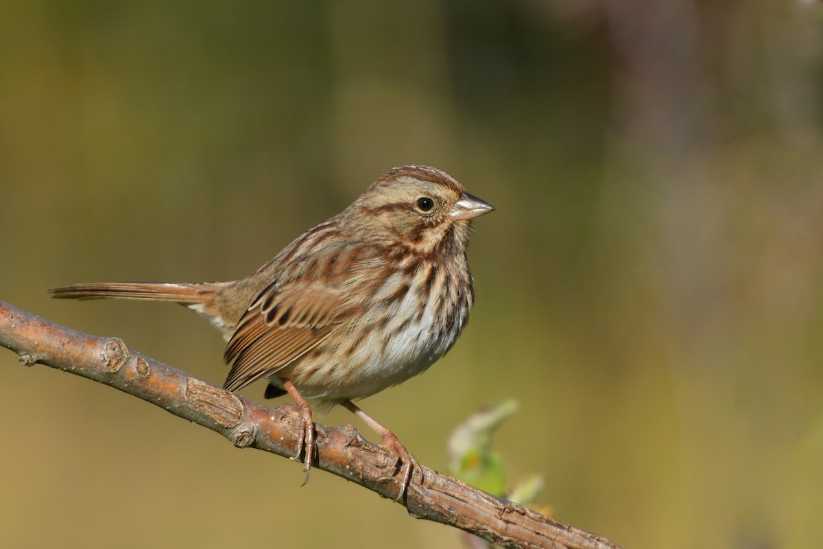 Song Sparrow - ML120837121