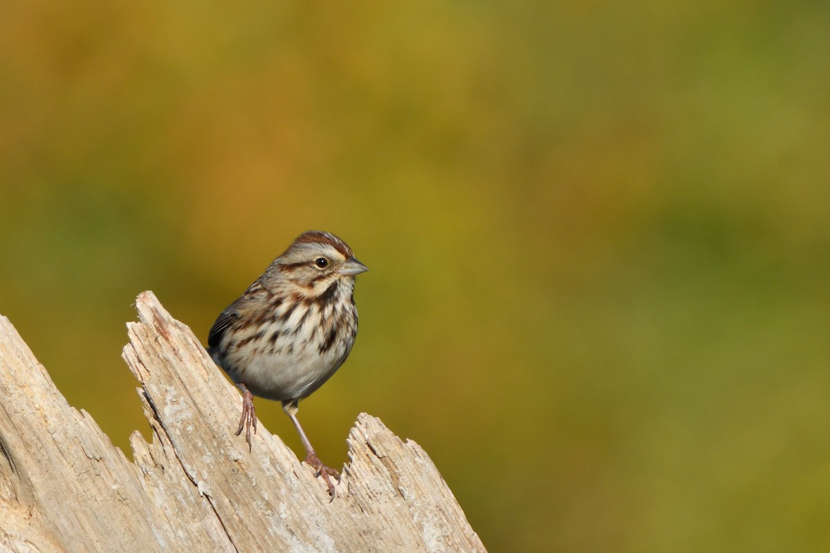 Song Sparrow - Jonathan Irons