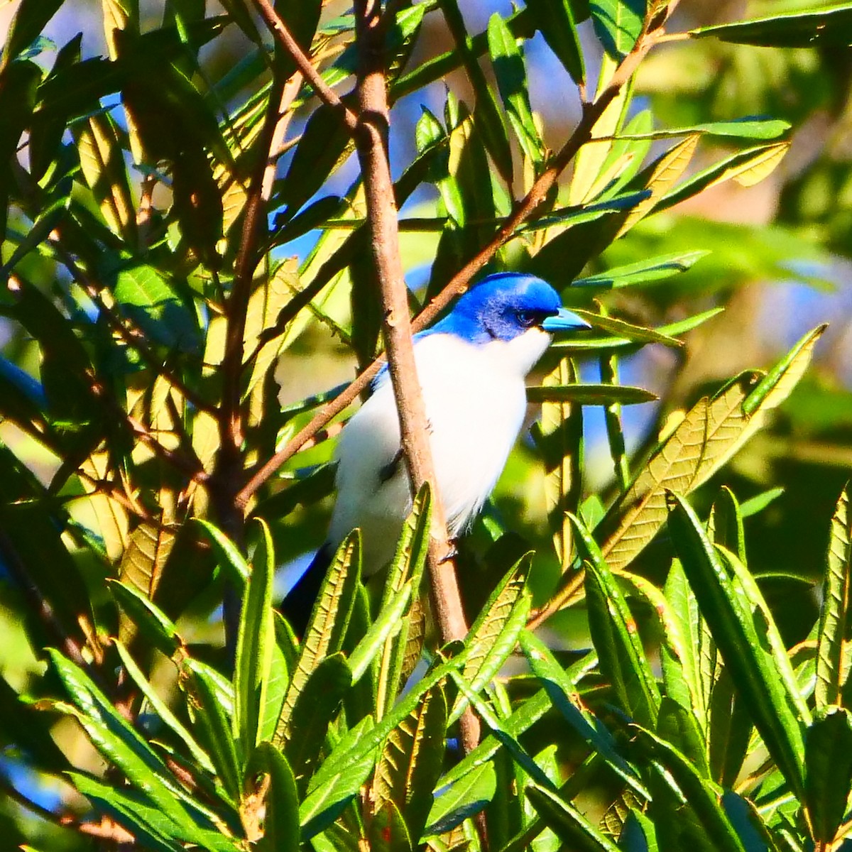 Madagascar Blue Vanga - Kent McDonald