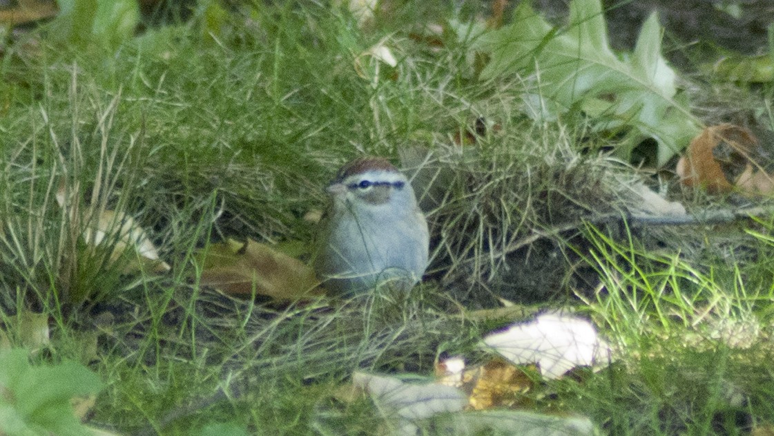 Chipping Sparrow - Jasper Weinberg