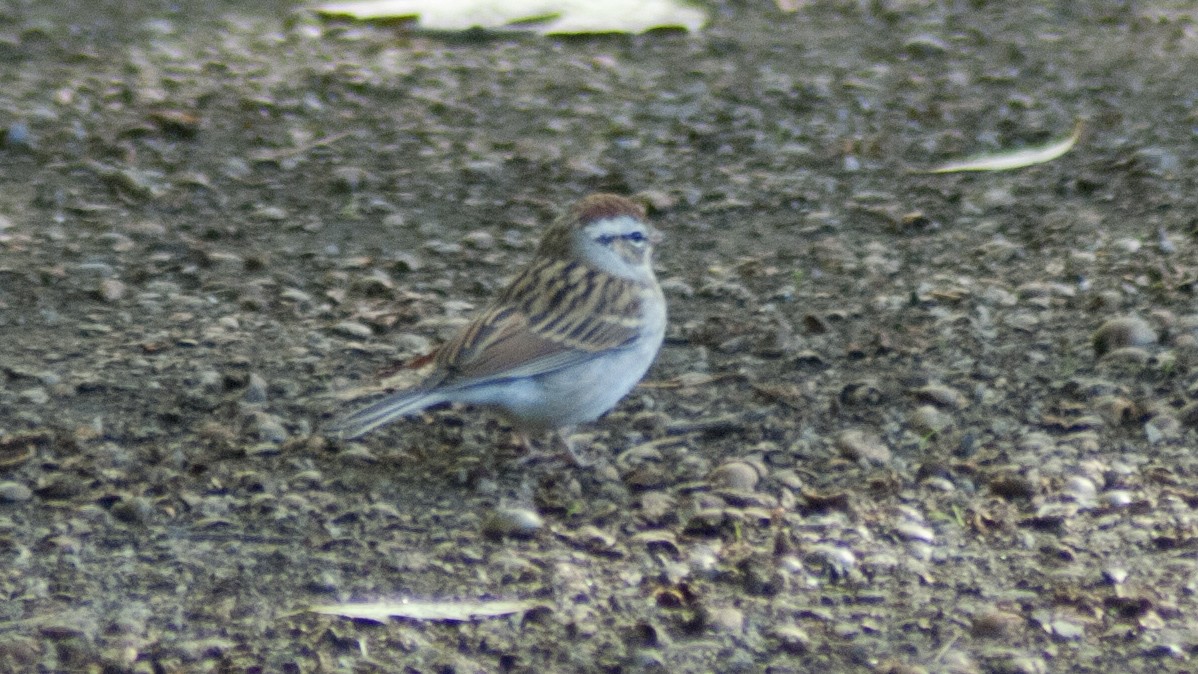 Chipping Sparrow - Jasper Weinberg