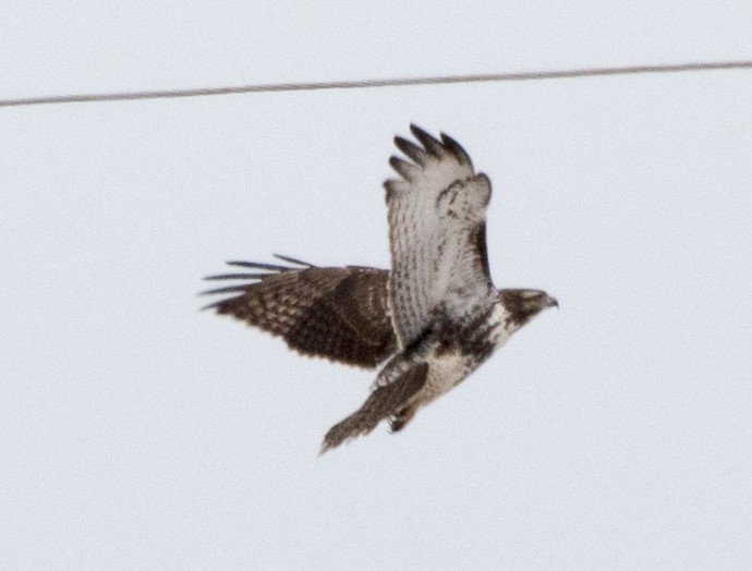 Red-tailed Hawk - Scott Young