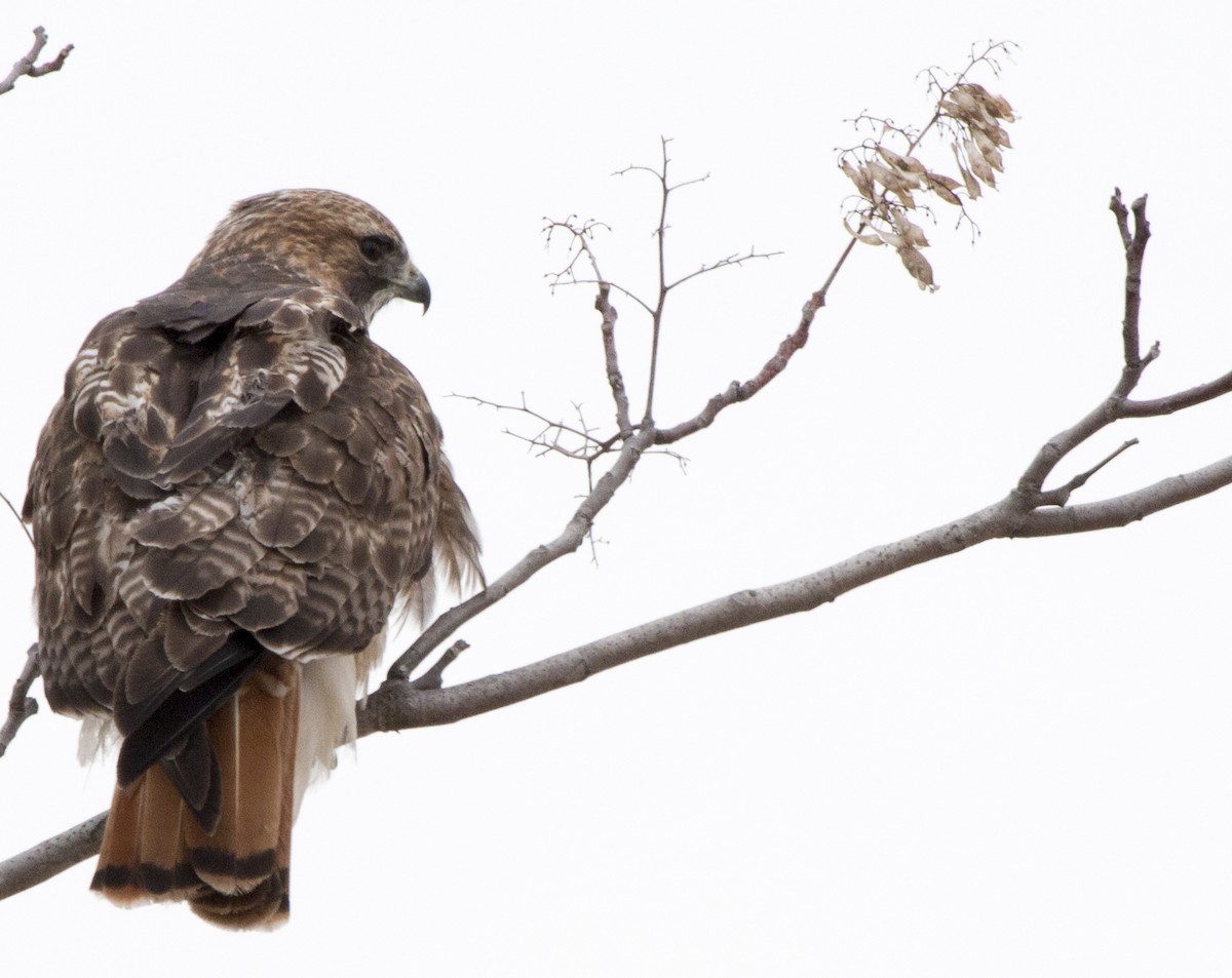 Red-tailed Hawk - ML120840381
