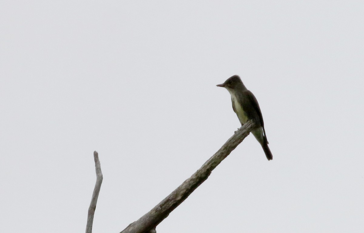 Olive-sided Flycatcher - ML120841441