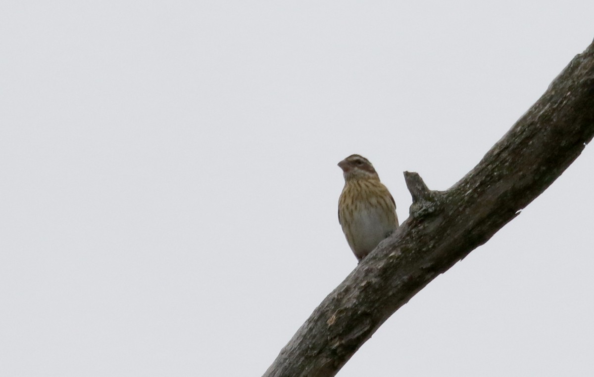 Rose-breasted Grosbeak - ML120841511